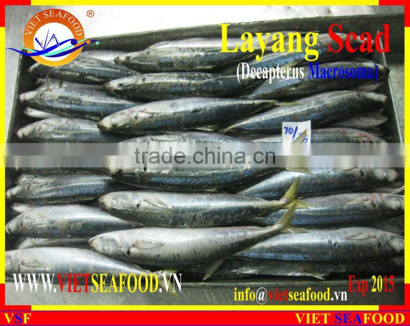 FROZEN LAYANG SCAD (MUROAJI) WHOLE ROUND