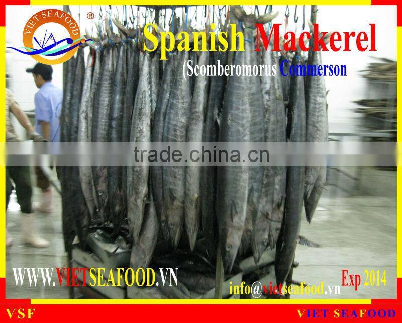 FROZEN STEAK SPANISH MACKEREL