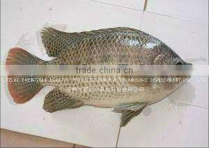 GOOD QUALITY FRESH TILAPIA