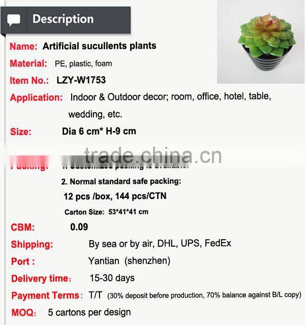 Tropical mini succulent plants bonsai for sale artificial succulents