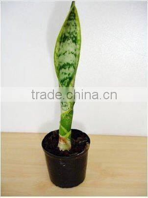 Thailand PT-008 Sanseveria Cycline Pot Plant