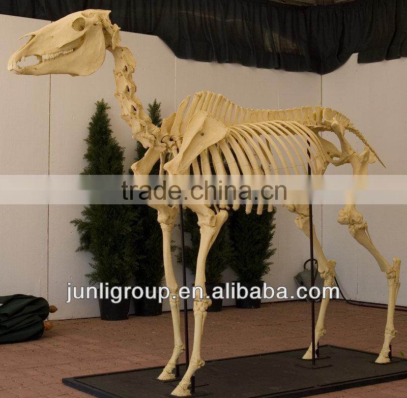 JLDF-G-0022 Life Size Museum Quality Horse Skeleton