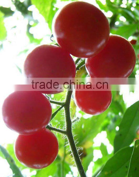 tomato paste in sachet brix 28-30%,22-24%