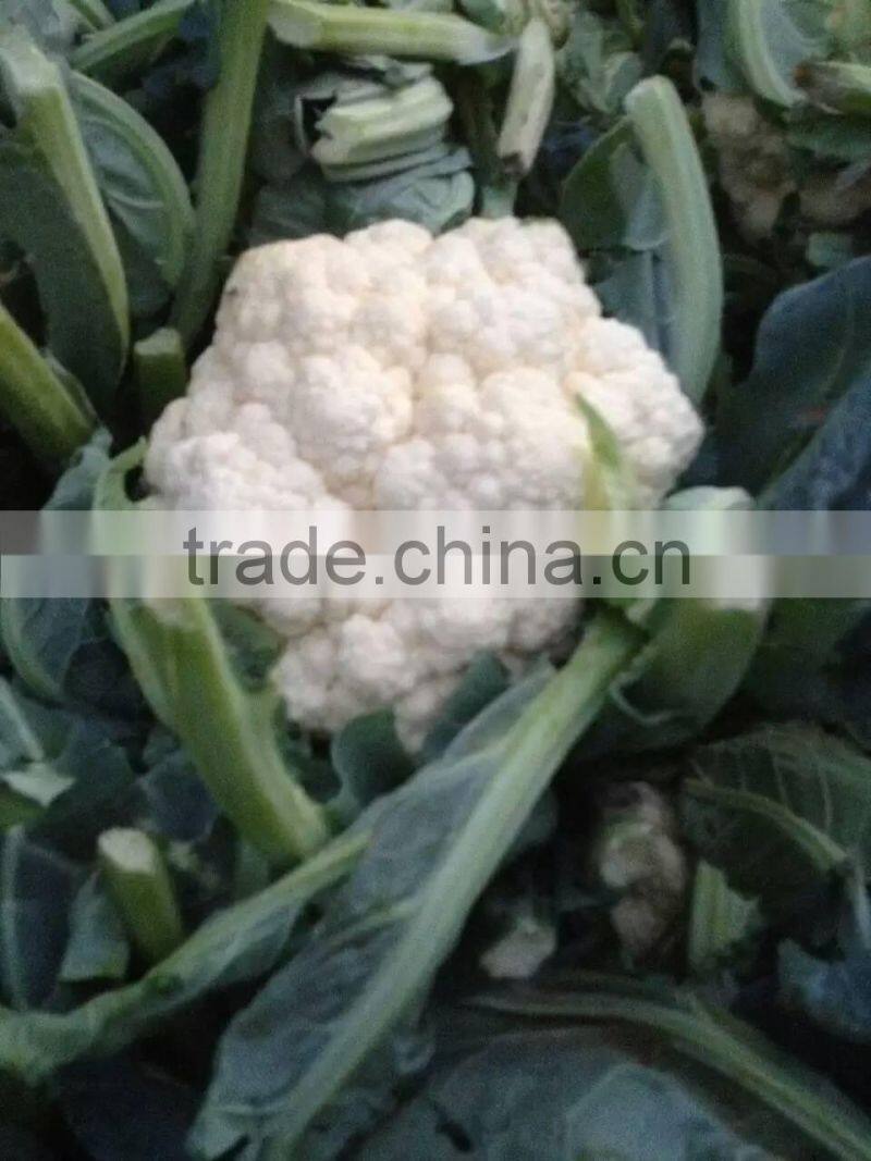 IQF Frozen Cauliflower Florets