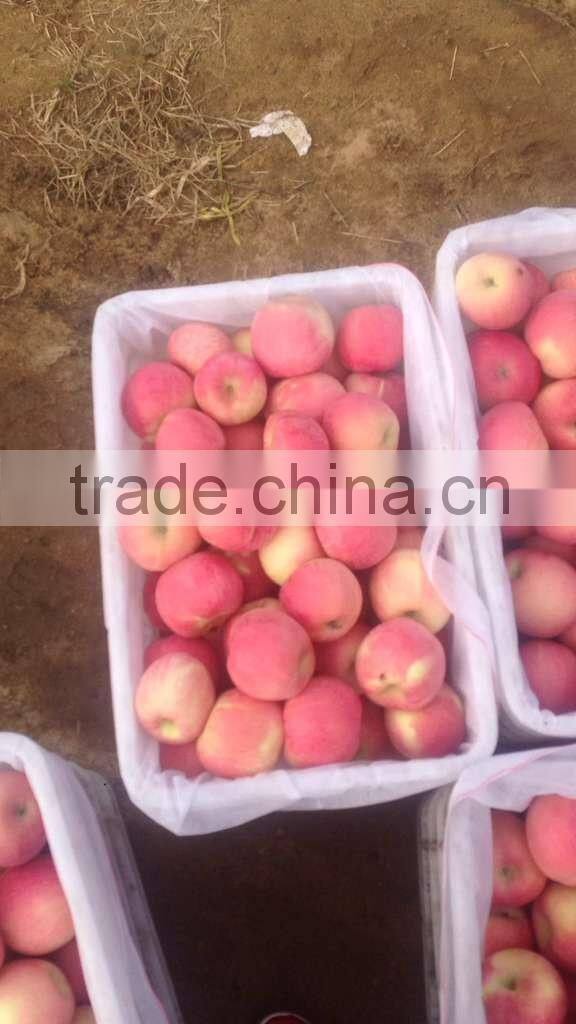 chinese red fuji apple suitable for long time shipment