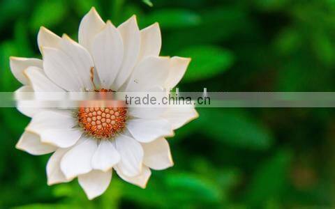 Hot Selling 316l Surgical Steel Fake Cheater Ear Gauges Stretcher Plugs fake ear plug