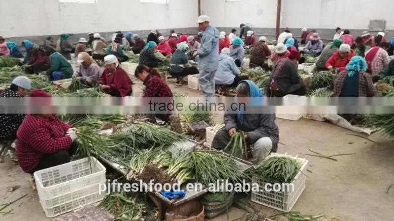 IQF Scallions Export to UK