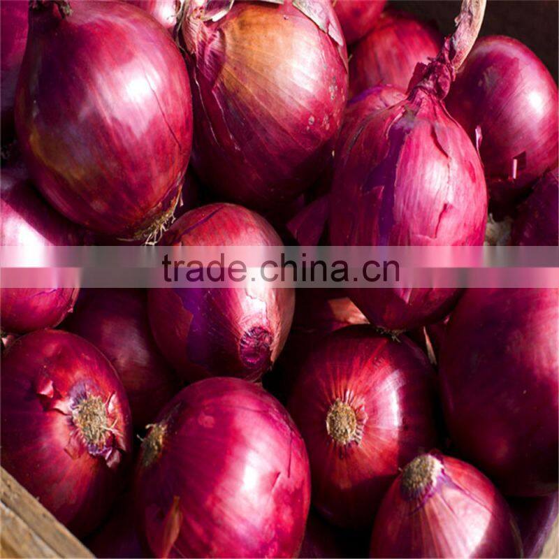 fresh Chinese red onion