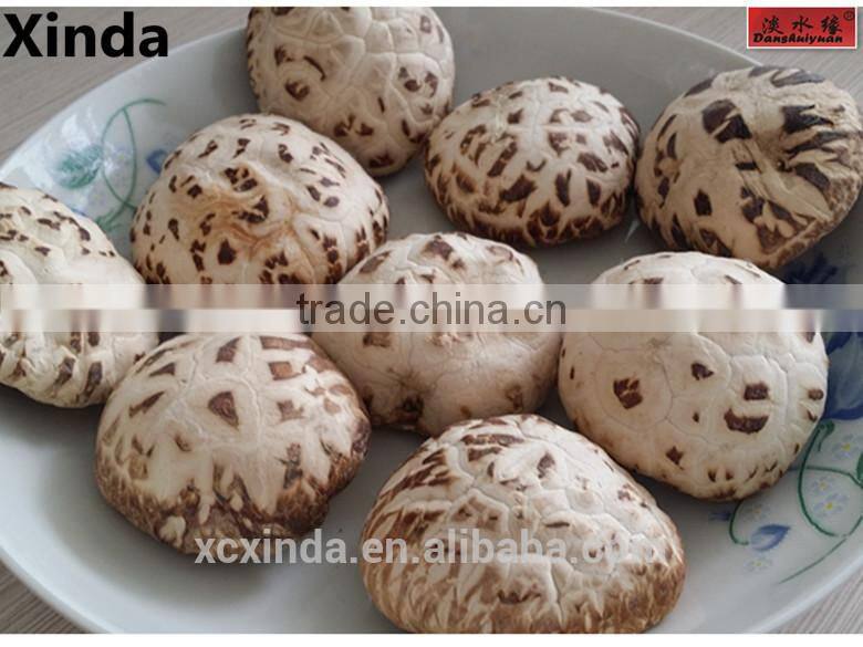 A Grade Dried Flower Mushroom