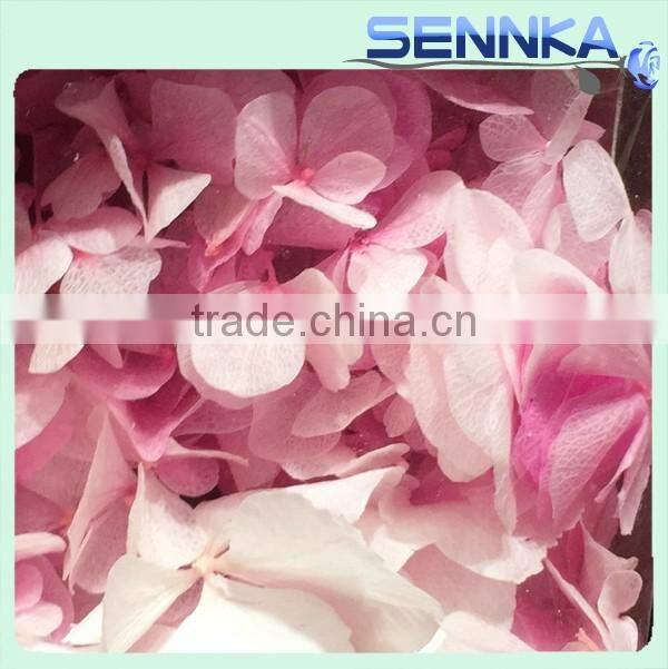 2016 Newest gold flower hydrangea preserved flower hydranger Fresh flowers farms directly