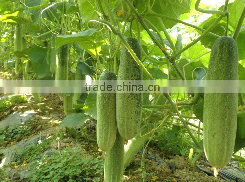 CU05 No.903 f1 hybrid smooth cucumber seeds in vegetable seeds