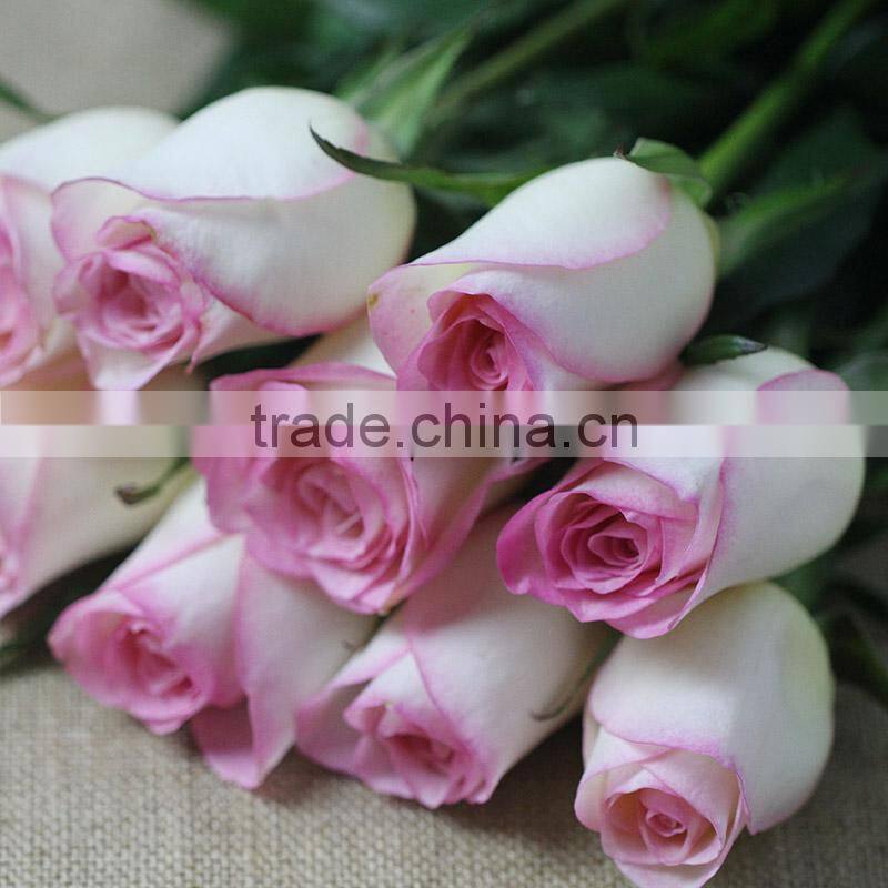Hot sale fresh cut rose flowers with pink edge