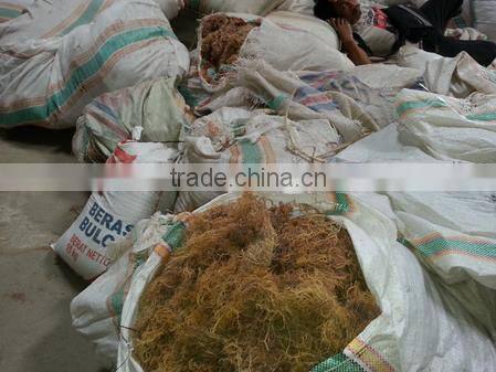 Eucheuma Spinosum With High Quality