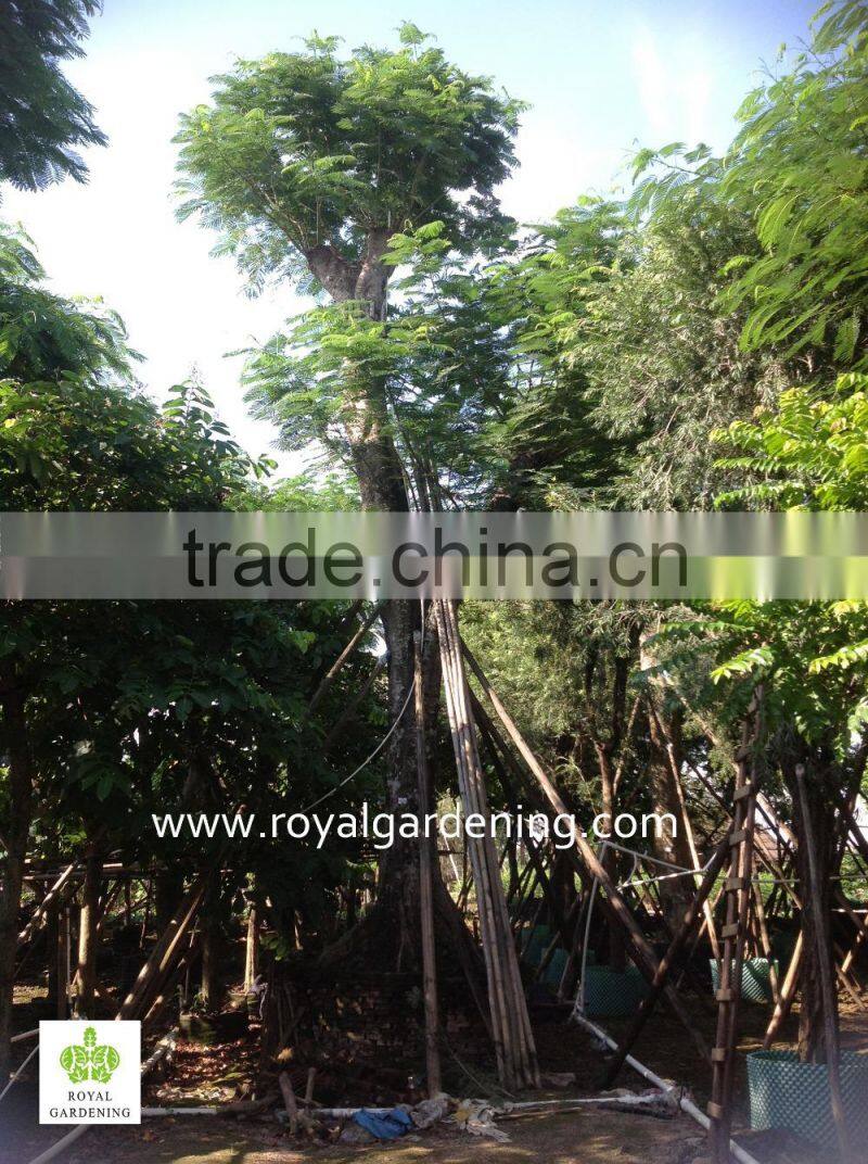 Hot Sale Outdoor Large Delonix Regia tree