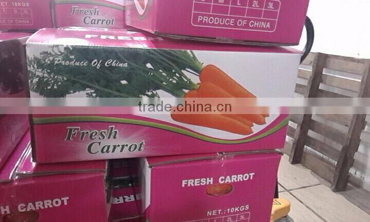 Chinese wholesale carrot