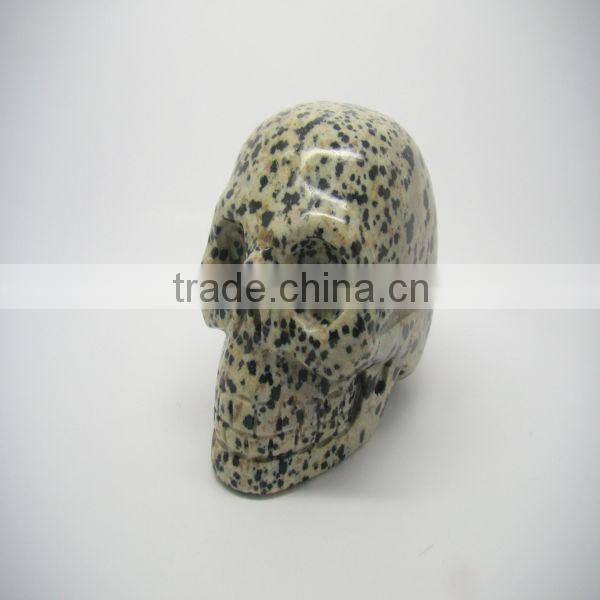 skull model human for sale