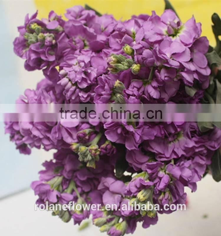 hight quality cut fresh violet flowers wholesale