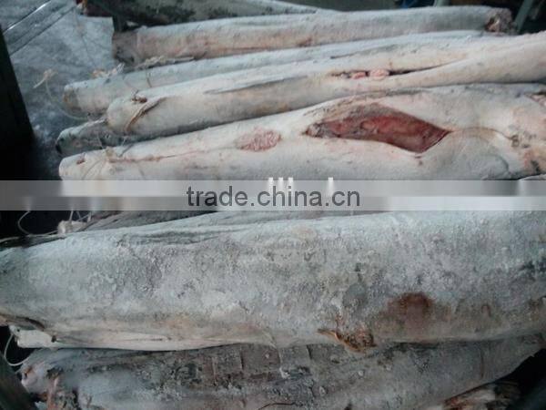 frozen stripe marlin frozen fish red marlin