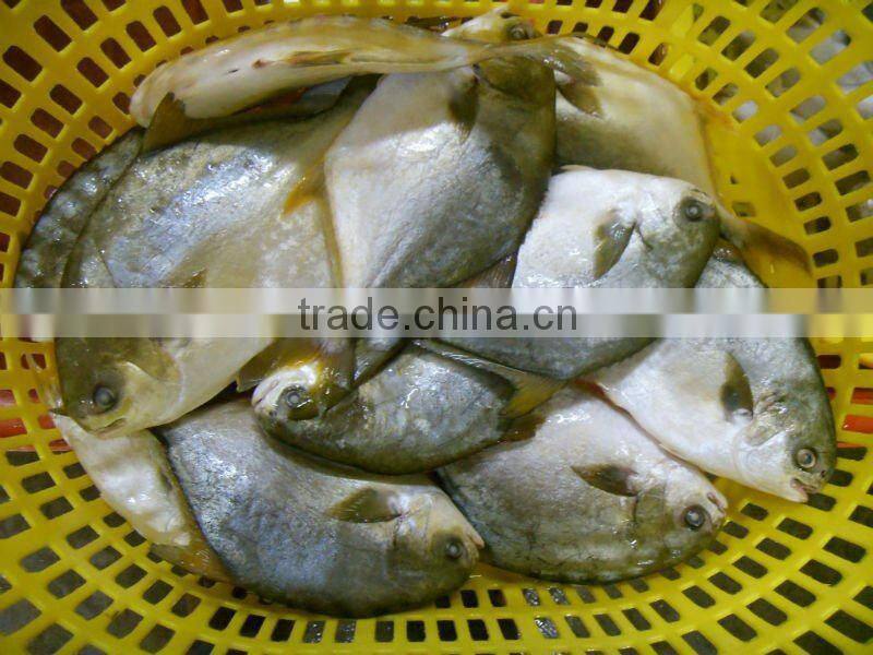 400-600g Golden Pompano Frozen Golden Pomfret