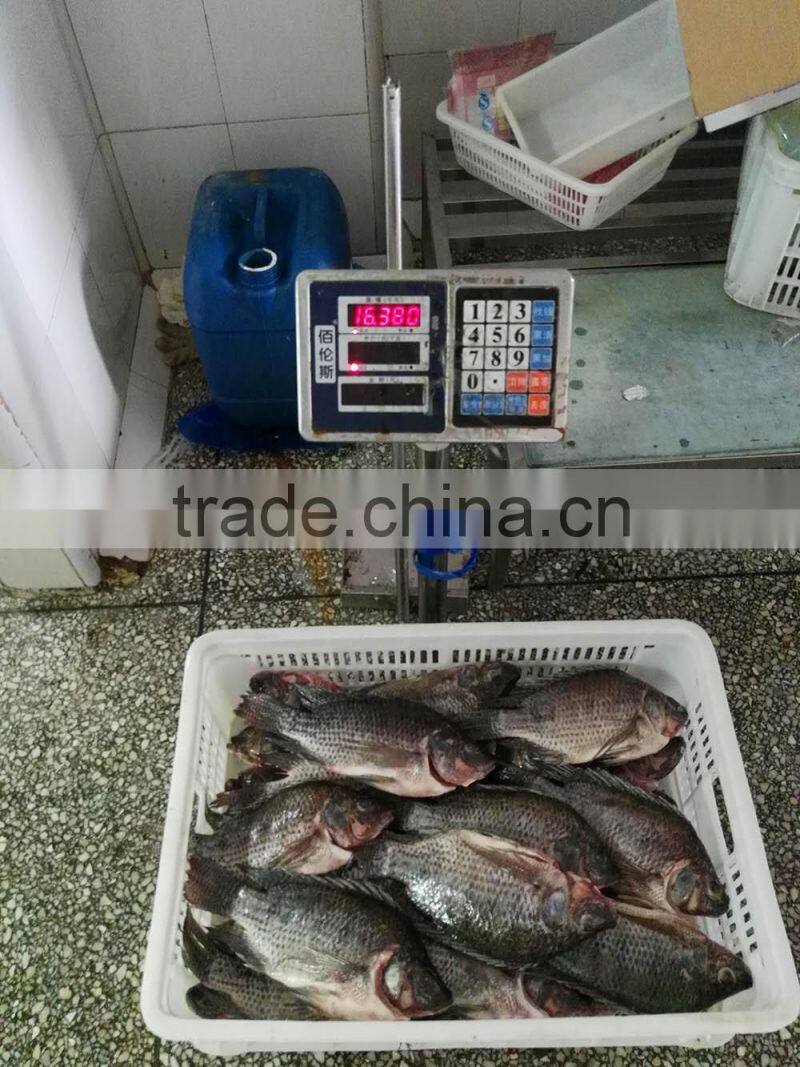 Freezer Gutted and Scaled tilapia 300/500g