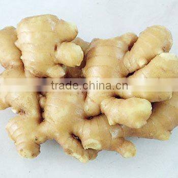 chinese young ginger 2012