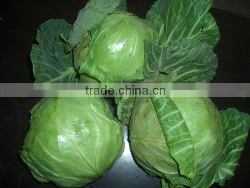 fresh round cabbage(1-1.5g)