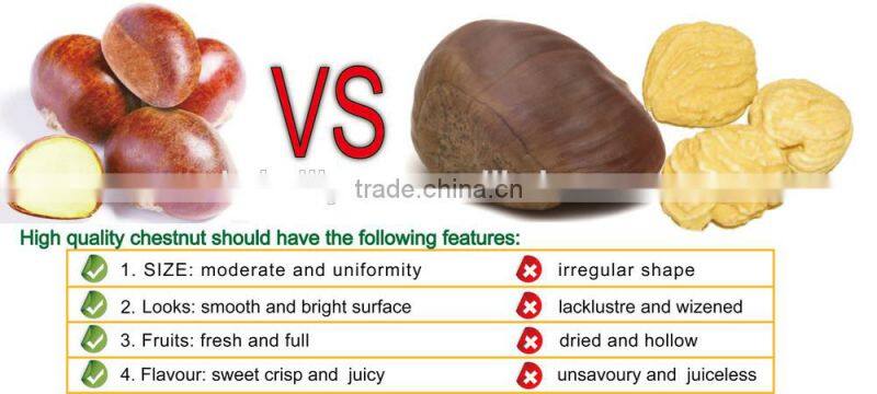 new crop organic snack foods roasted chestnuts in hot sale