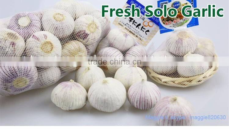 Good price of single clove garlic packing with ISO9001 certificate