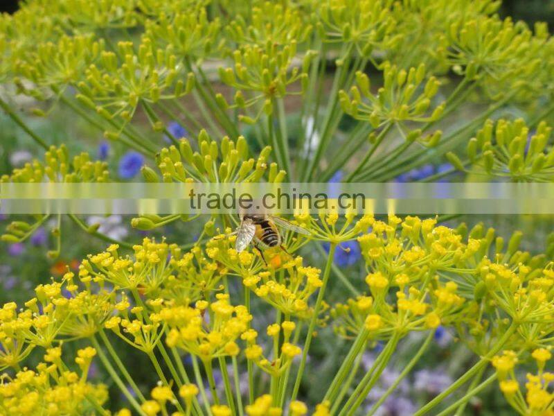 TERPENELESS DILL SEED OIL