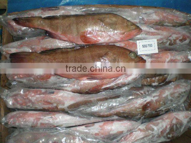 FROZEN Reef Code Whole Round