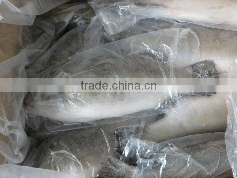 Frozen Sea Bass