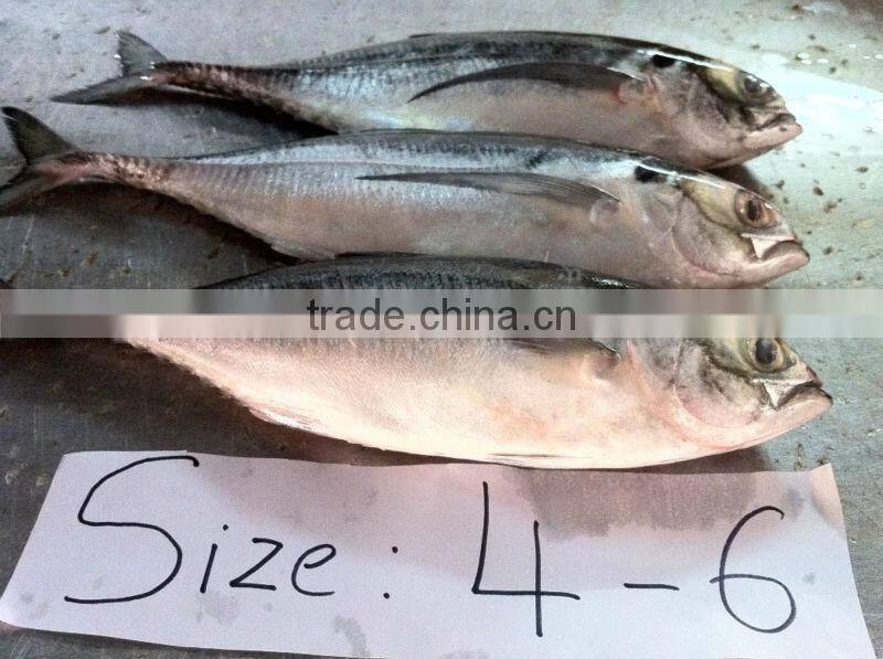 Fresh Frozen Horse mackerel fish from Alo seafood Co.,