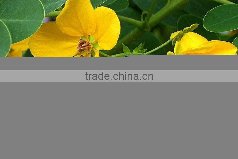 Cassia surattensis ( Cassia glauca ) tropical tree for landscaping