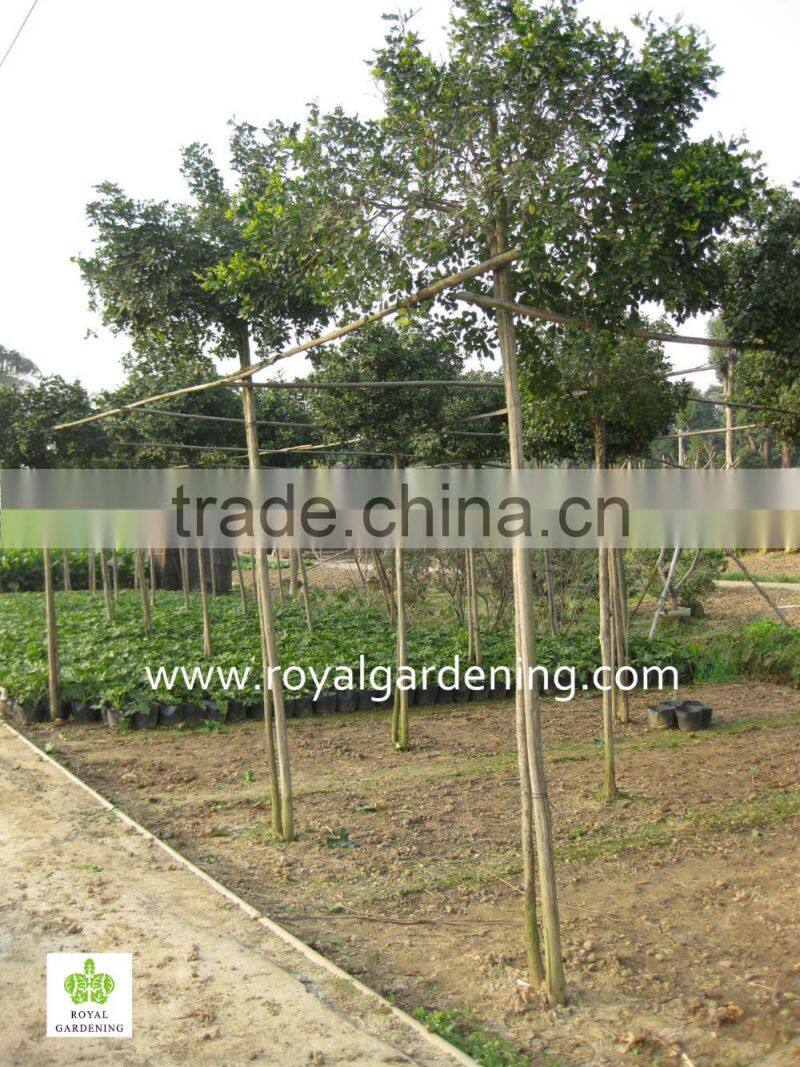 Murraya paniculata Ornamental Plants