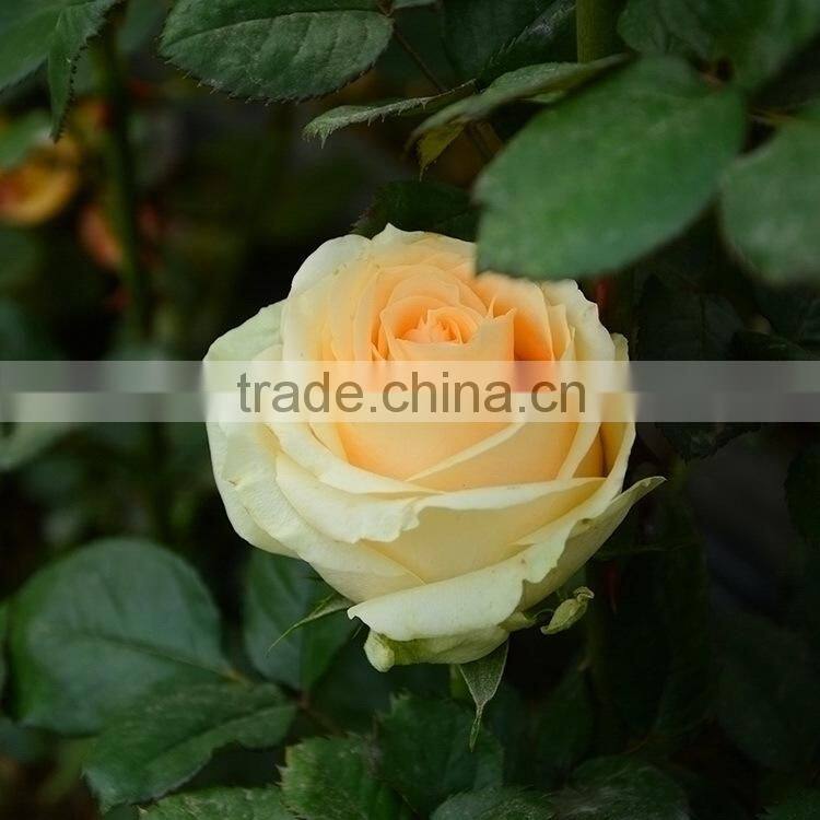 Fresh cut Best-Selling colorful violet flower