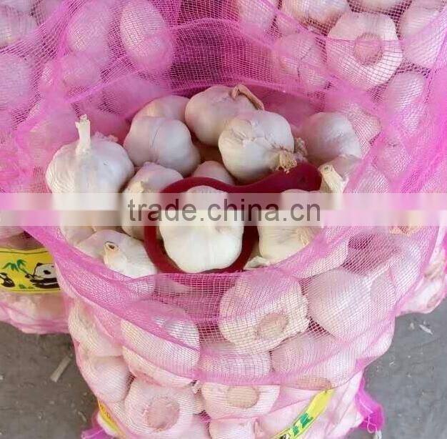 China garlic pric
