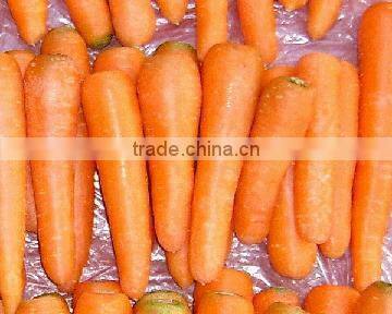Chinese fresh red Carrot processing plant