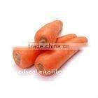 Chinese fresh red carrot