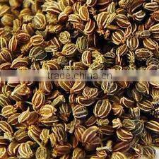 Celery Seed Oil (Fresh & Pure)