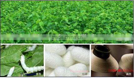 Classica Silk Satin Sleep Shirts Pure Silk Chameuse Fabric Pajamas