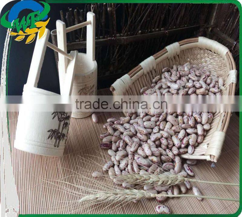 Chinese Light Speckled Kidney beans Long Shape on promotion