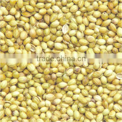 Coriander seeds