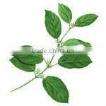 Gymnema Extract 25% Gymnemic acids UV-VIS