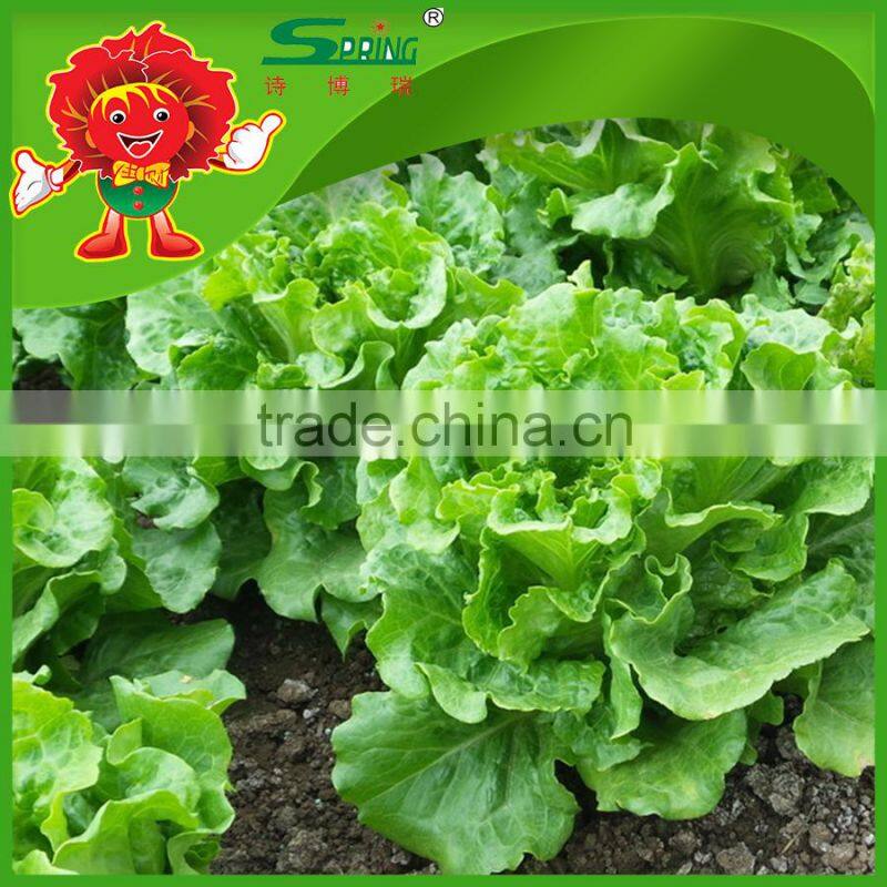 Environmental protection leaf lettuce from highland mountain iceberg type lettuce