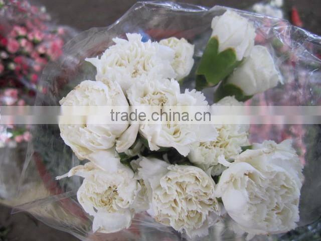 Fresh cut Flower Carnation all colour Mother's day