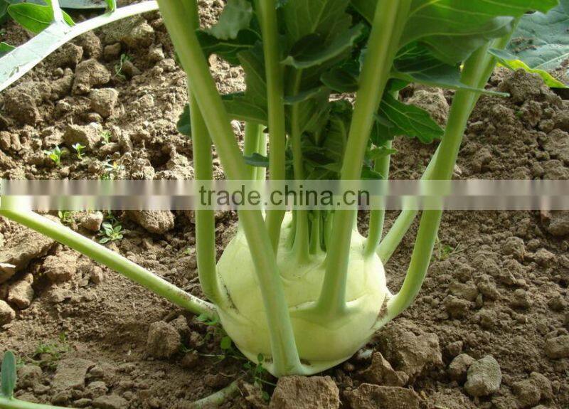 Mid early maturity strong growth green kohlrabi seeds