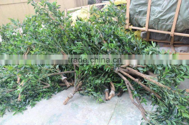 Artificial olive tree , large fake olive tree for sale
