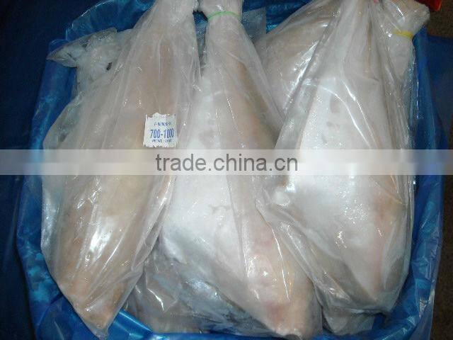 Frozen Leather Jacket Fish Whole Round