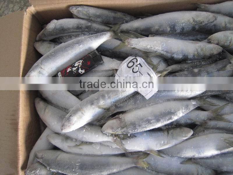 W/R frozen sardine 80-120g for canning or market