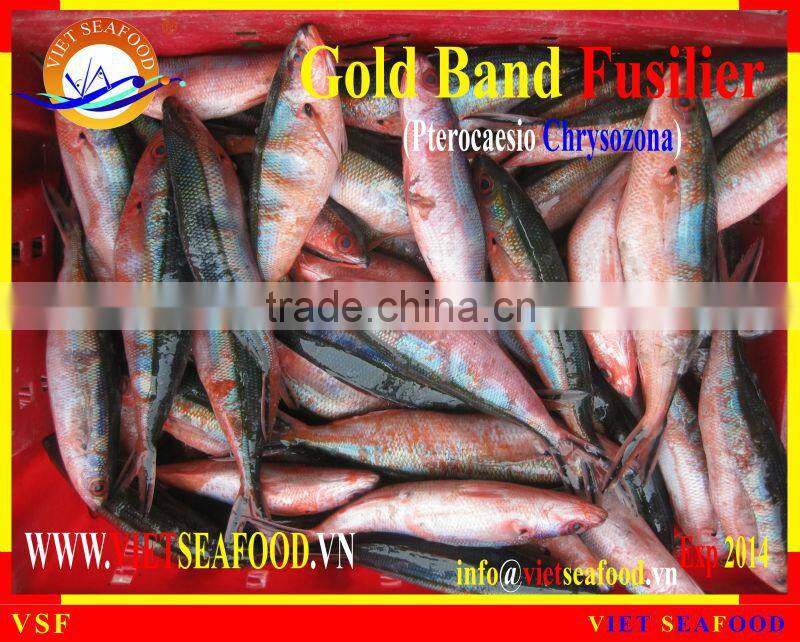 W/R FROZEN GOLD BAND FUSILIER